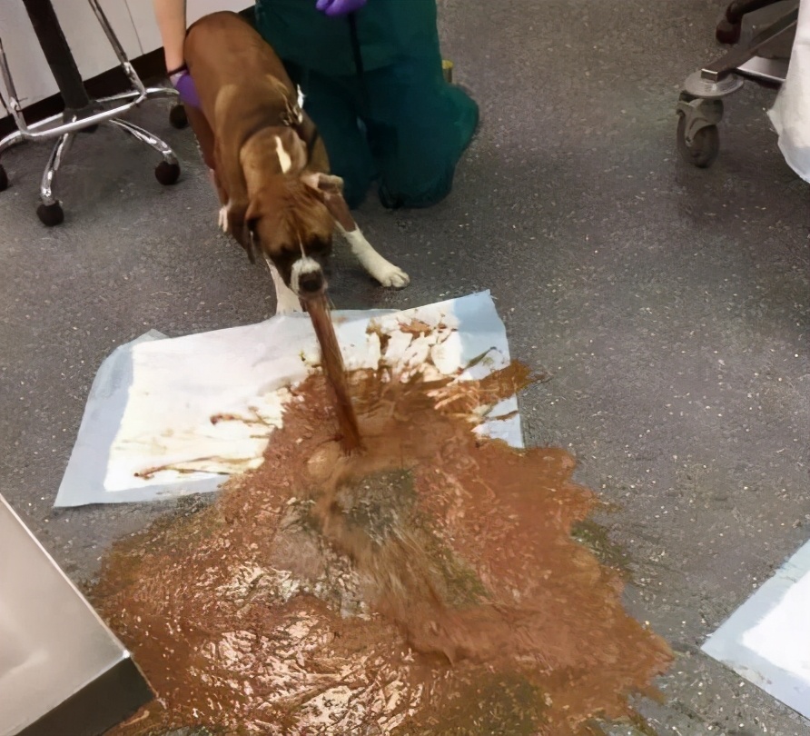 为什么大多数狗狗活不过15岁?一般是几个原因造成的休闲区蓝鸢梦想 - Www.slyday.coM 为什么大多数狗狗活不过15岁?一般是几个原因造成的休闲区蓝鸢梦想 - Www.slyday.coM