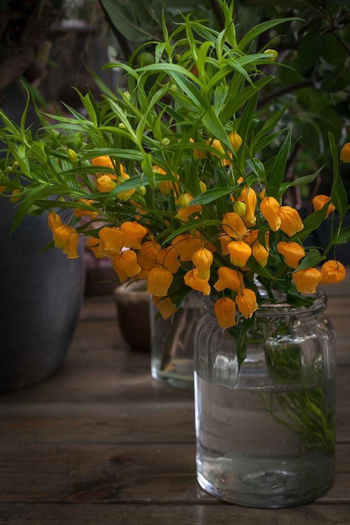 宫灯百合花栽种不入坑