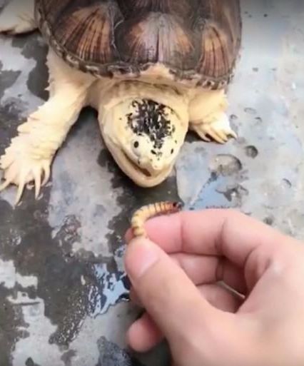 男子尝试徒手喂食养了多年的鳄龟最后还是受伤了