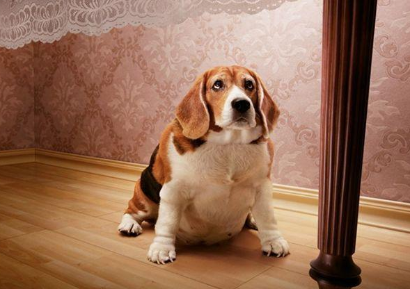 为什么大多数狗狗活不过15岁?一般是几个原因造成的休闲区蓝鸢梦想 - Www.slyday.coM 为什么大多数狗狗活不过15岁?一般是几个原因造成的休闲区蓝鸢梦想 - Www.slyday.coM