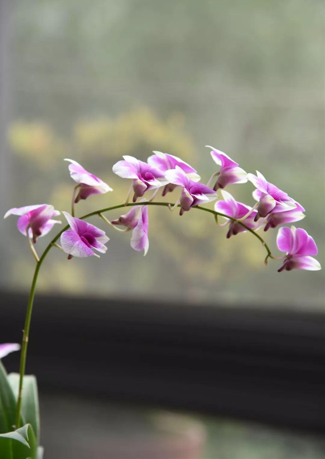 泼墨石斛养护技巧|石斛|养殖|兰花_新浪新闻