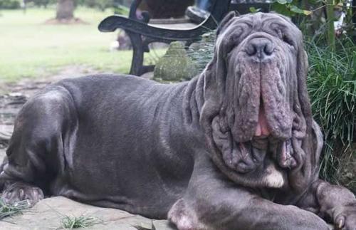 犬界中的5大猛犬第四名被称为疯狗