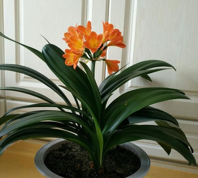 欲求君子兰开花,满足这二点,花苞不断绽放