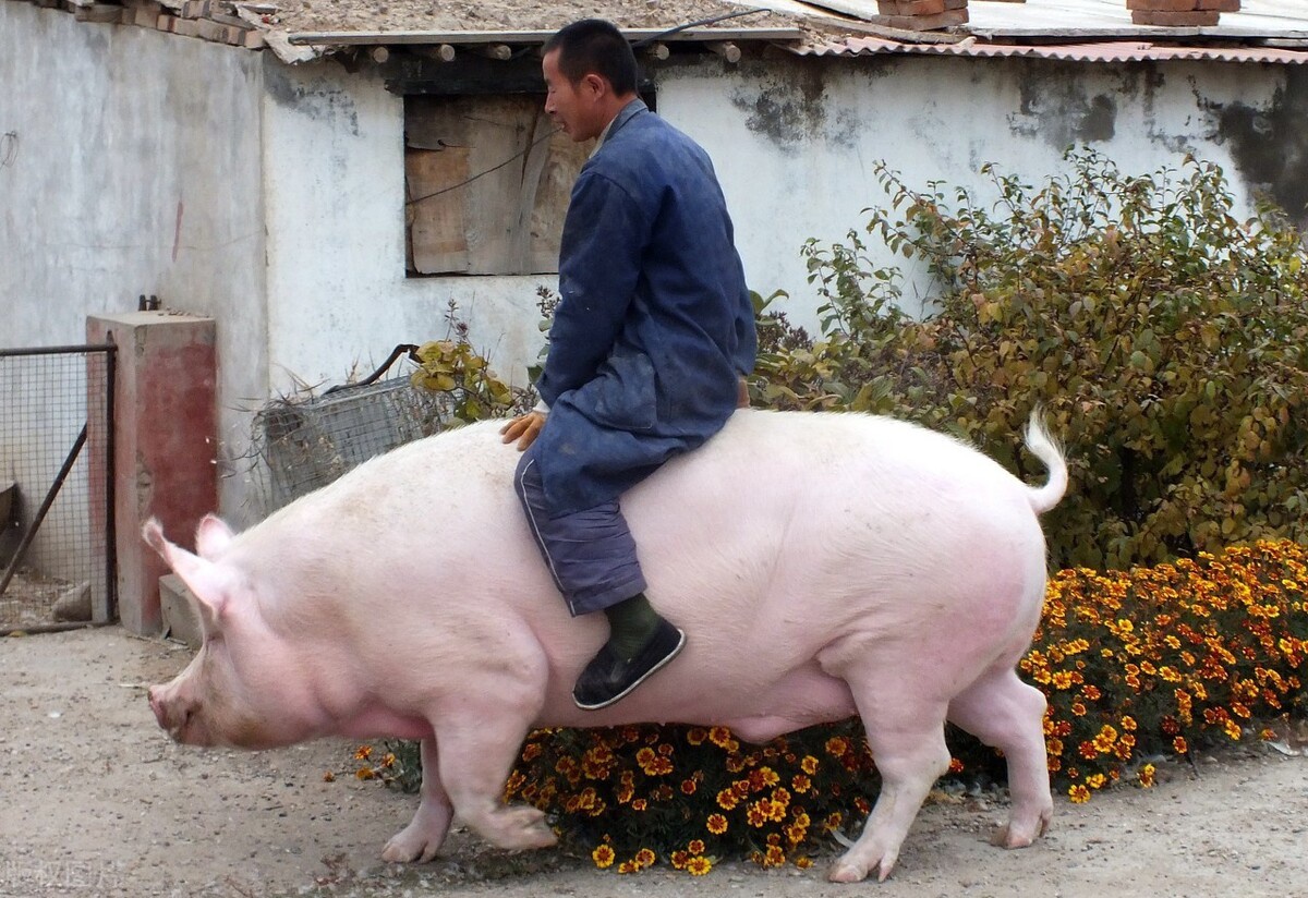 女子买入“小香猪” 一年长成200斤大肥猪_央广网