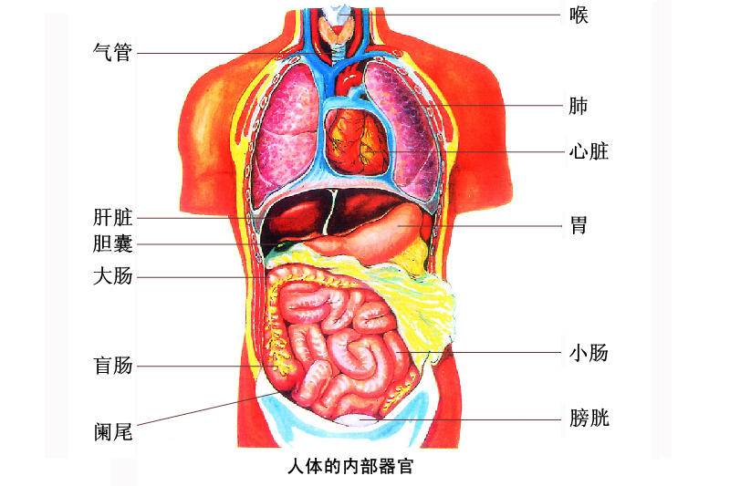器官|缺失|心脏_新浪新闻