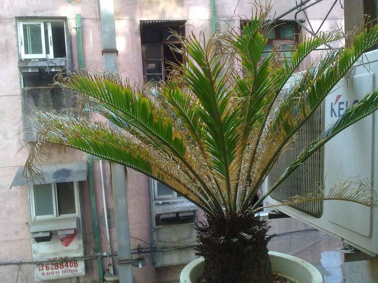 铁树叶子发黄是怎么回事(铁树叶子发黄是怎么回事怎样改良土壤)