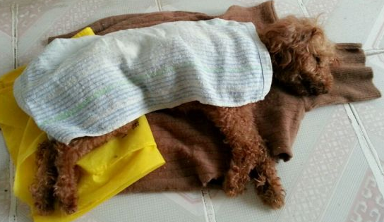 为什么大多数狗狗活不过15岁?一般是几个原因造成的休闲区蓝鸢梦想 - Www.slyday.coM 为什么大多数狗狗活不过15岁?一般是几个原因造成的休闲区蓝鸢梦想 - Www.slyday.coM