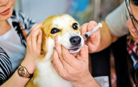 为什么大多数狗狗活不过15岁?一般是几个原因造成的休闲区蓝鸢梦想 - Www.slyday.coM 为什么大多数狗狗活不过15岁?一般是几个原因造成的休闲区蓝鸢梦想 - Www.slyday.coM