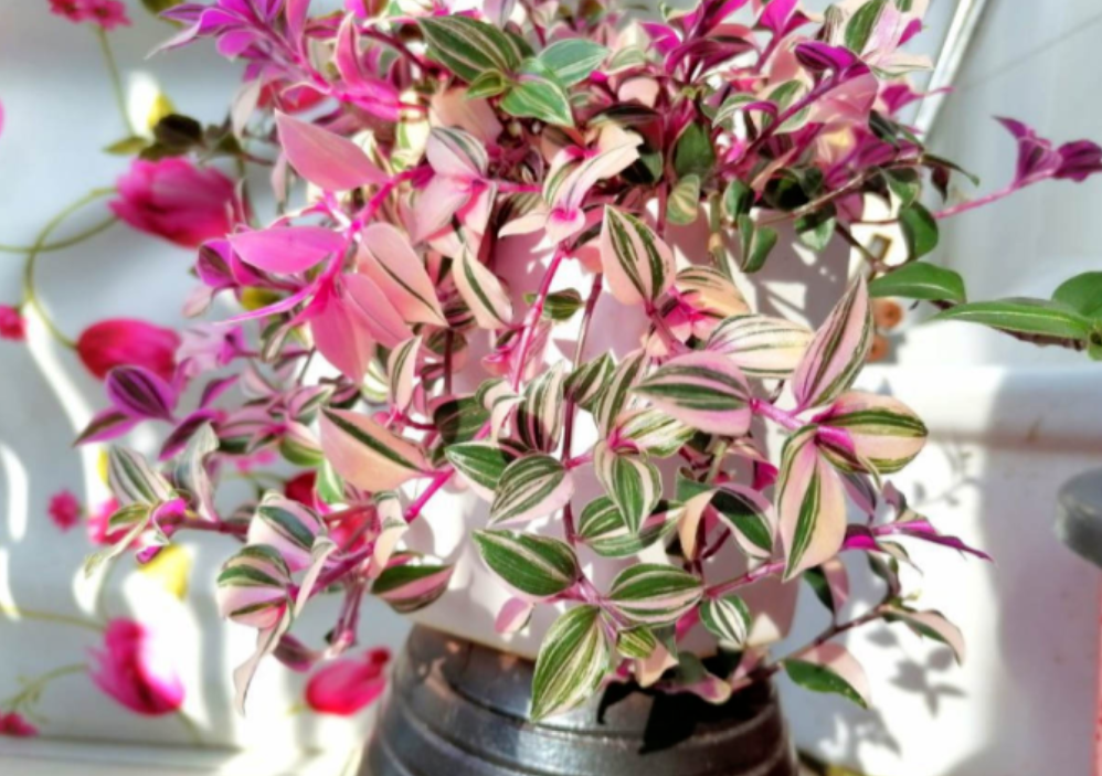 吊兰居然有这么多品种这5种高颜值吊兰你家养的是哪一种