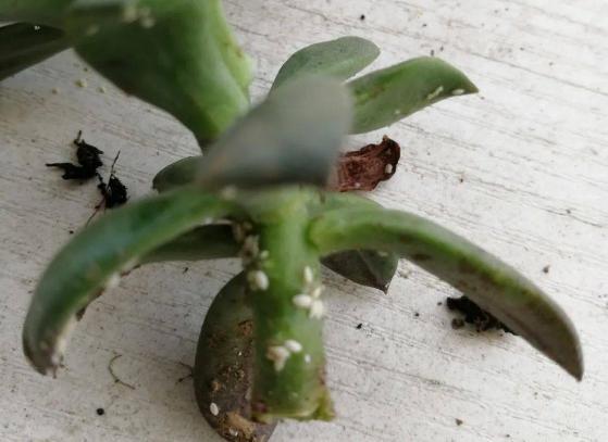 冬日多肉生蚧壳虫怎么办?牙签,酒精和棉签,药物和醋全备上