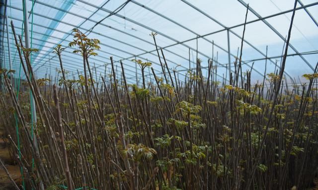 大棚种植的香椿都是本地的红油香椿品种,具有鲜香嫩的特点,种植过程也