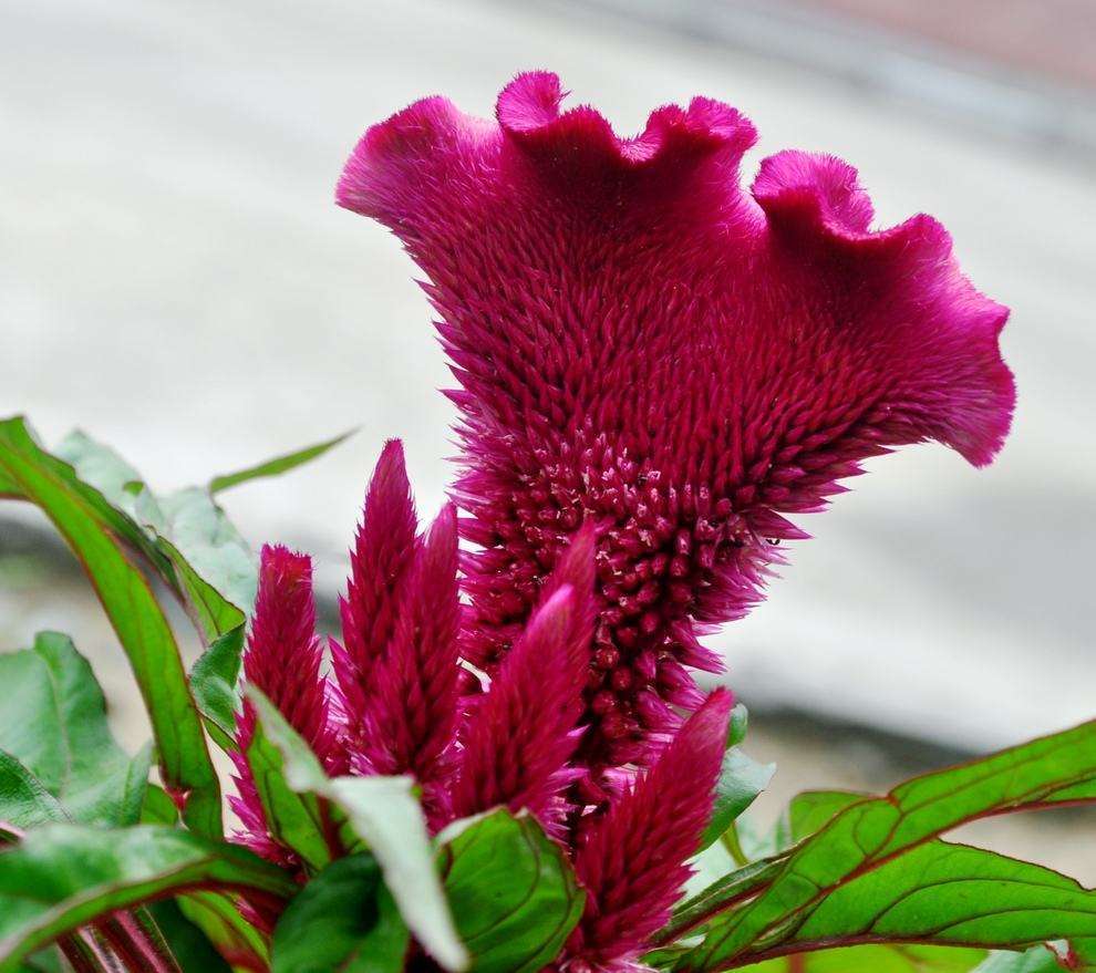 自带绒毛的鸡冠花气质好颜色红