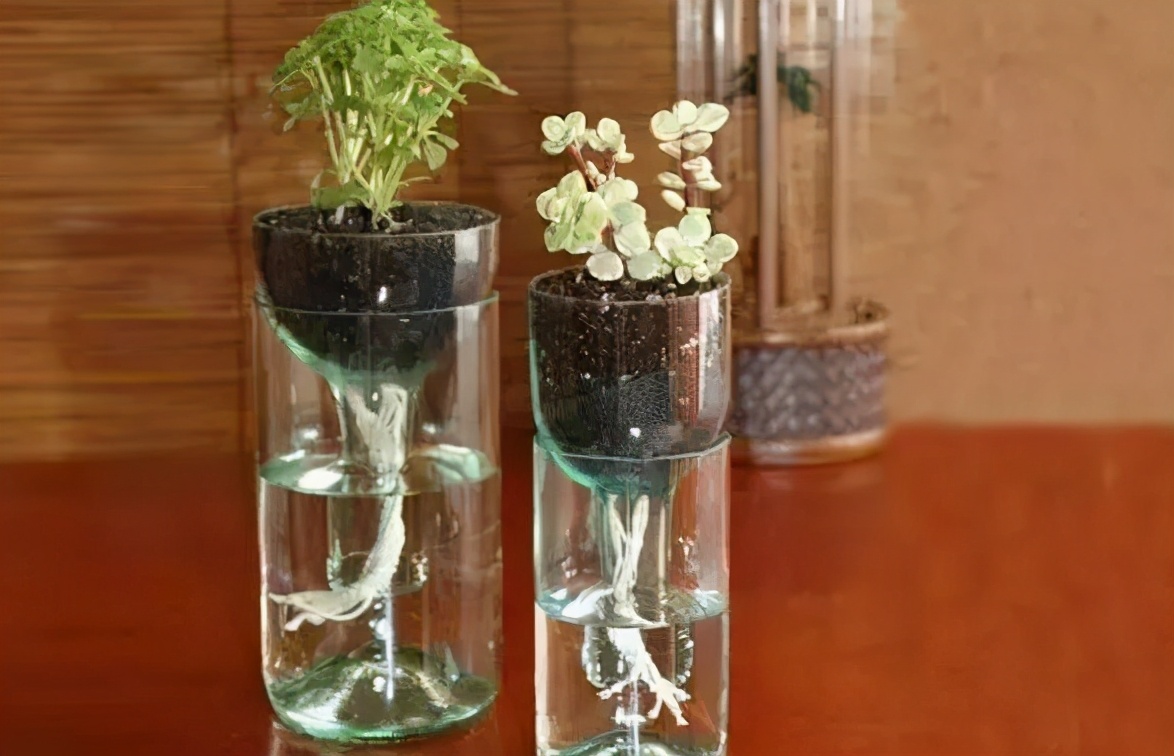 养花新创意:打磨加工酒瓶当花盆,颜值可媲美艺术品