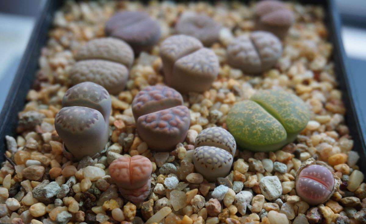 生石花是一种特殊的多肉,虽然外表似石头却容易化水!