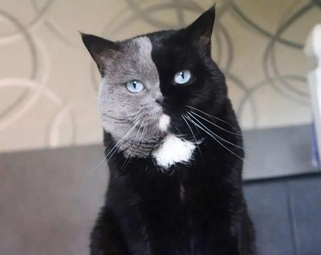 还记得那只"鸳鸯脸"的猫吗?它当爸爸啦,一窝小猫长相更有趣!