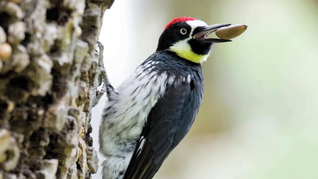 上门服务电话100元真相与避坑指南