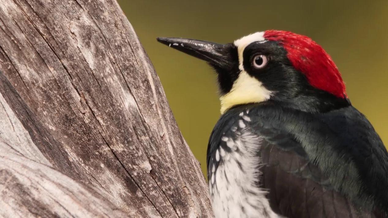 黄嘴栗啄木鸟是保护动物吗？