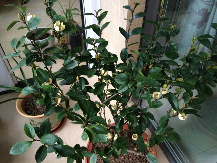 含笑花盆景的养护要点