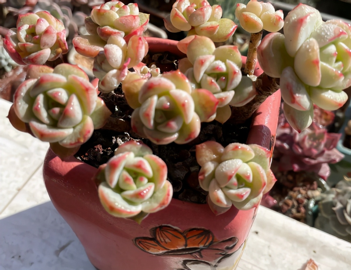 养多肉植物,冬末春初做好这3点,最容易上色,出状态