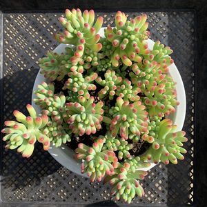 多肉乙女心可真是奇葩养护方法与众不同长出状态美翻了