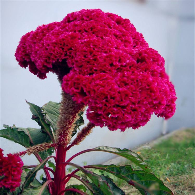 自带绒毛的鸡冠花气质好颜色红