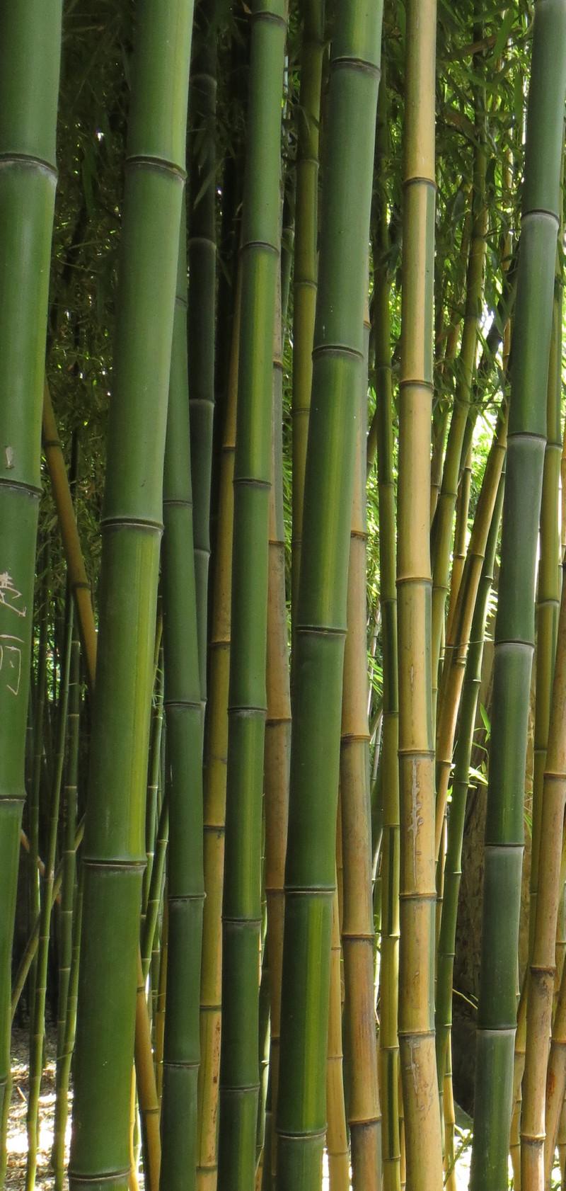 绿竹叶子发黄如何避免呢绿竹养护技巧