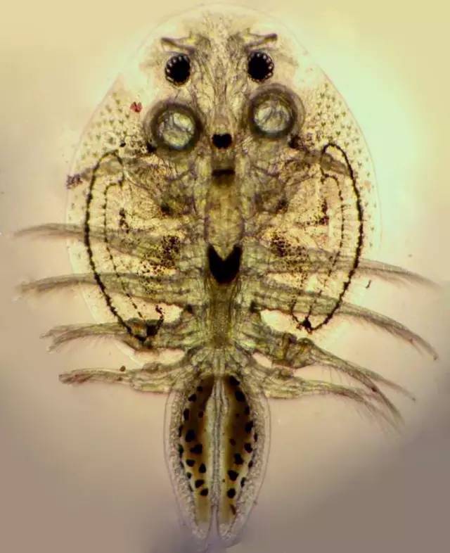 独家最全、最高清的寄生虫图谱,车轮虫、小瓜虫、指环虫...速速收藏!寄生虫_新浪新闻 独家最全、最高清的寄生虫图谱,车轮虫、小瓜虫、指环虫...速速收藏!寄生虫_新浪新闻