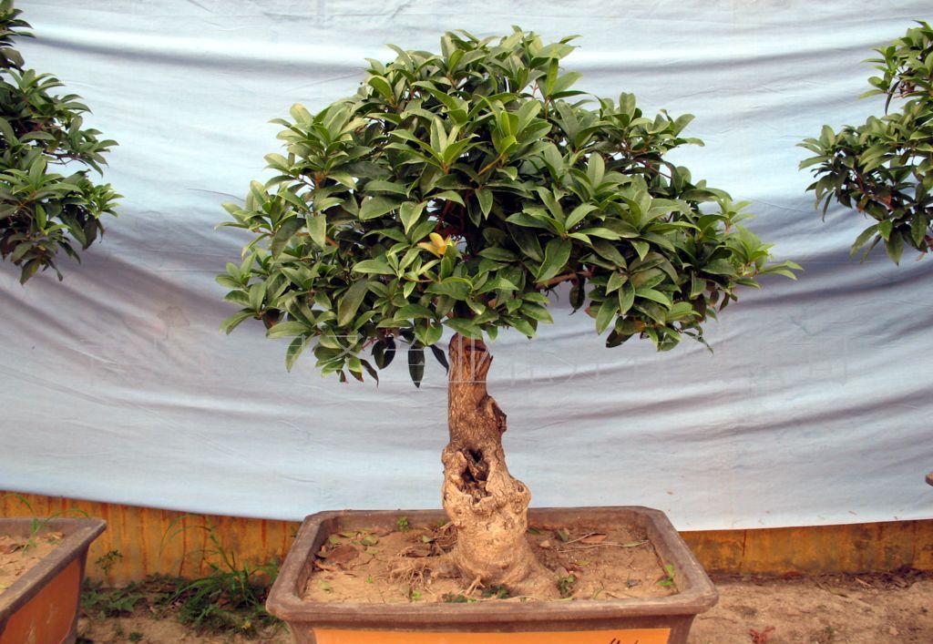 新年的镇宅花,在家里养一盆,好运连连!