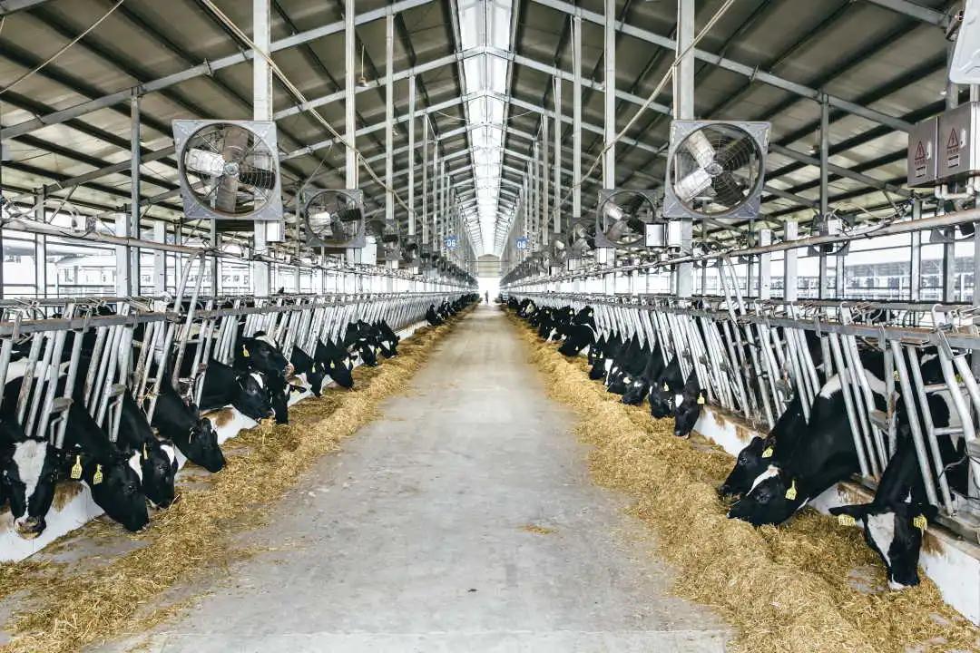 明一国际荣获省级重点龙头企业殊荣天籁牧场再添千头奶牛