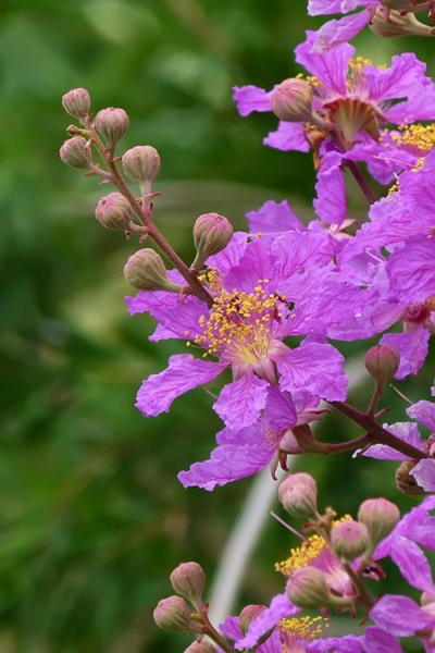 紫色系花草有哪些?这6种漂亮优雅的小紫花,你见过几个