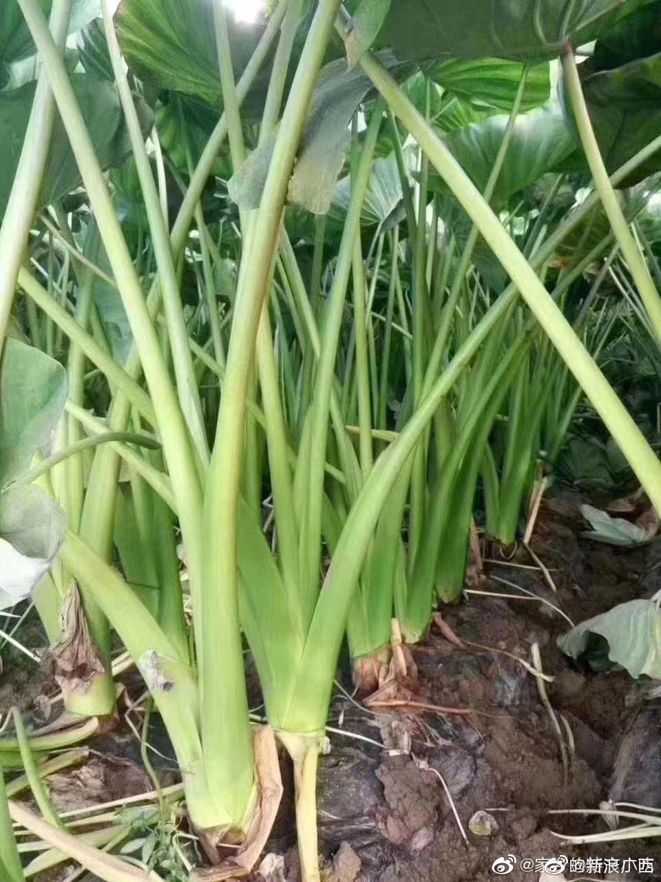 你吃过这种芋苗(芋檬)吗?用你那里的话叫什么?这就是广西 - 淘金网