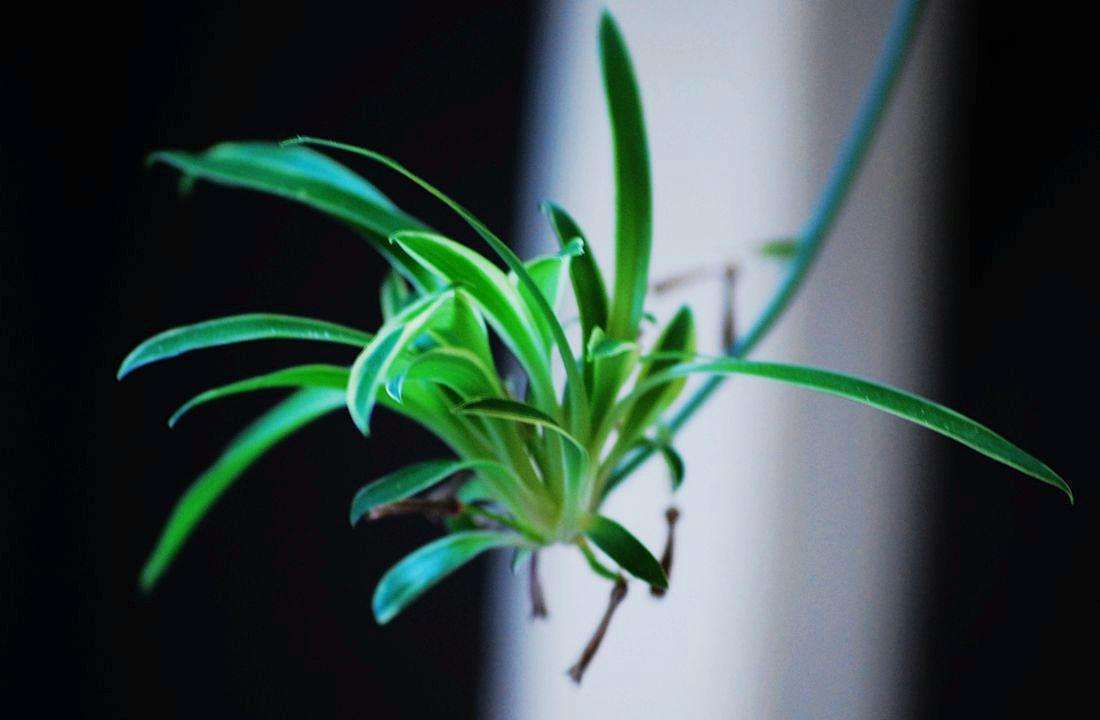 初秋养吊兰有技巧,这几件事必须要做好!