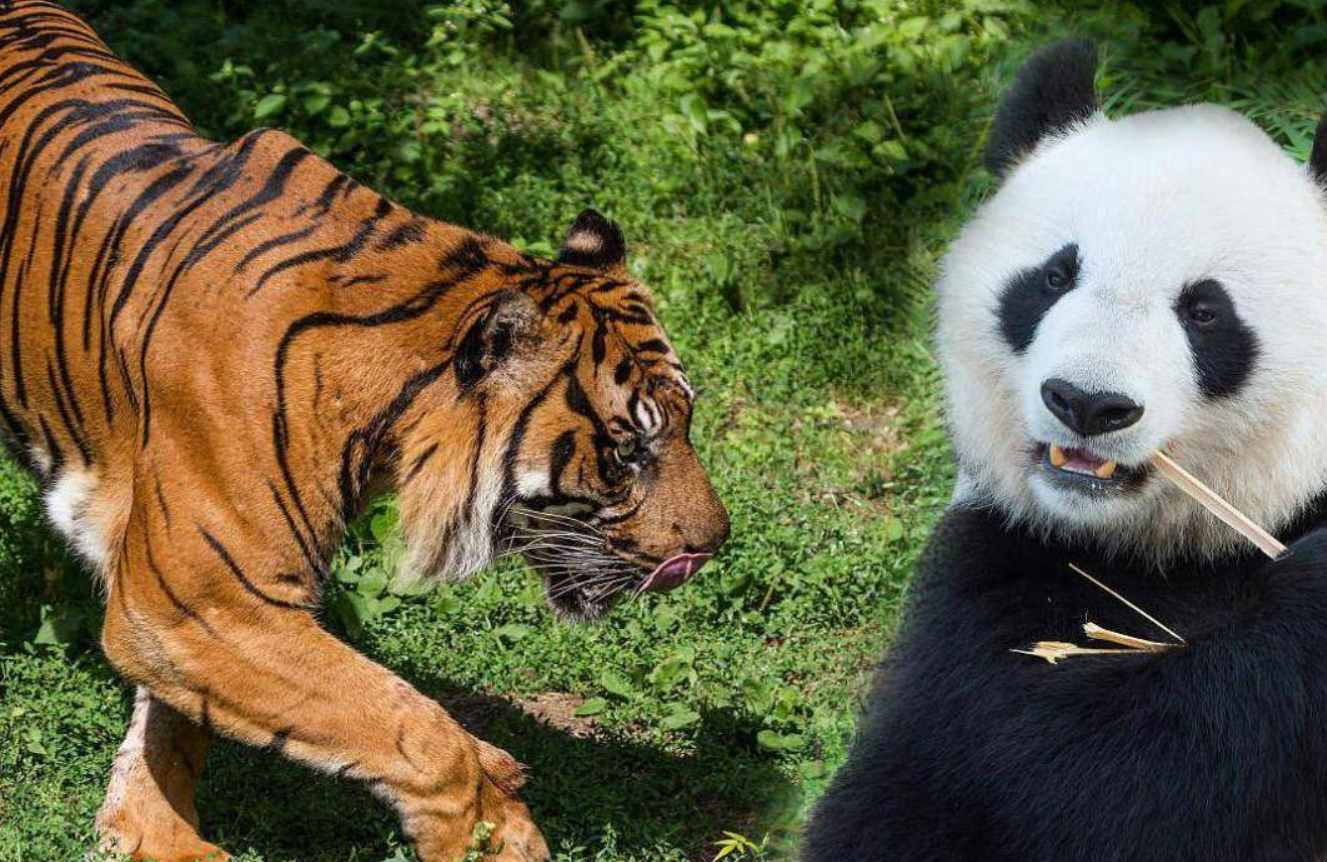大熊猫能打赢老虎吗熊猫最凶狠的一面咬力强齿槽无缝对接
