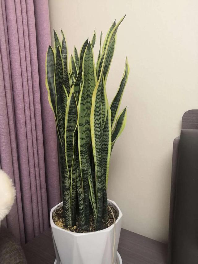 家养虎皮兰注意三个小细节爆盆快长得高