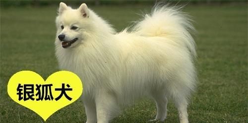 三个要点教你分清博美、银狐犬和萨摩耶的区别