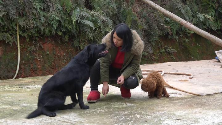 英子把关了几个月的大黑狗放出来溜溜,得到自由的虎仔疯了一样