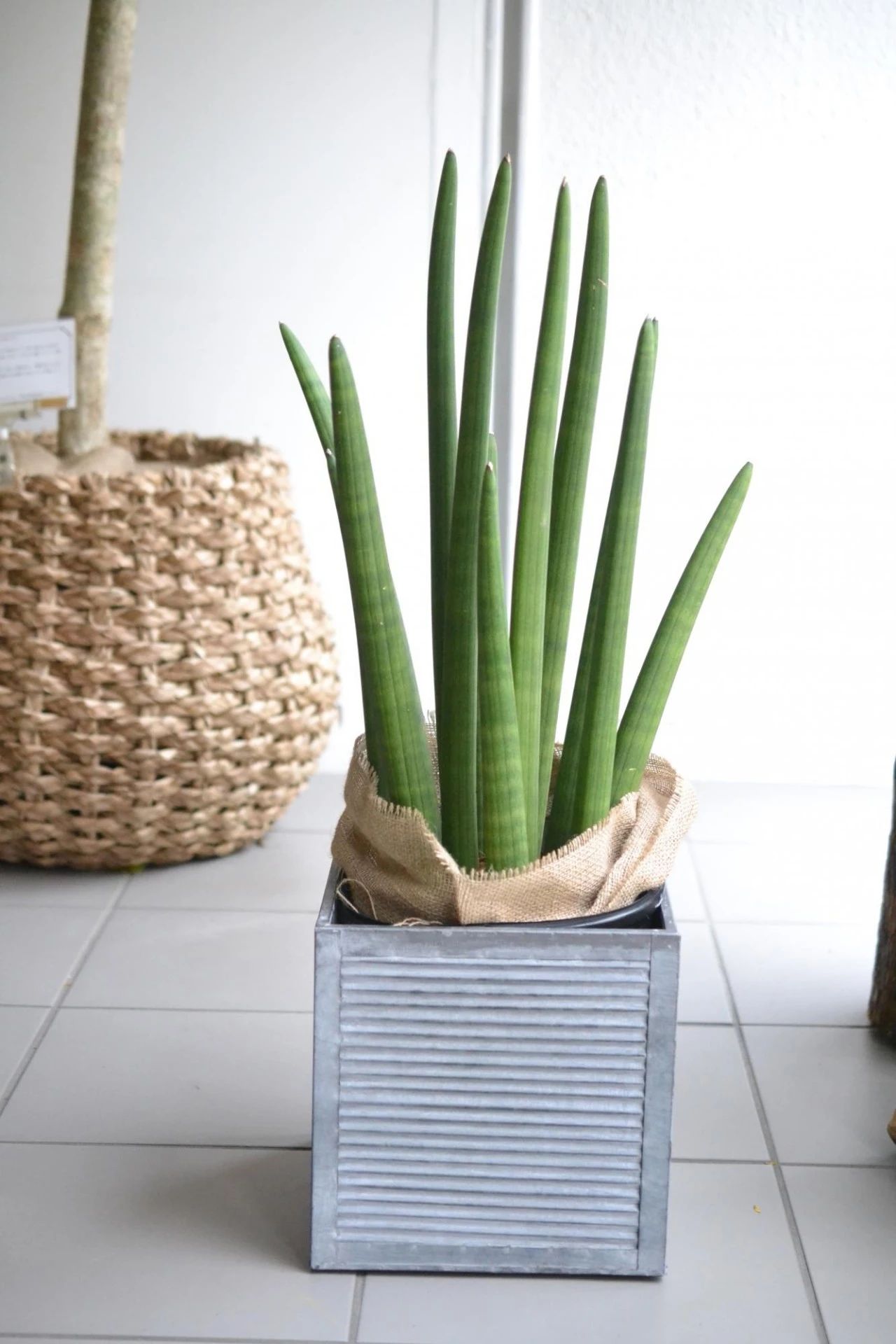 几种适合园艺初学者的室内盆栽绿植在桌面上都可以养很好