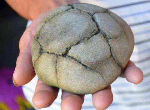 男子捡到一个布满裂纹的怪石头, 回家后发现是缩头乌龟