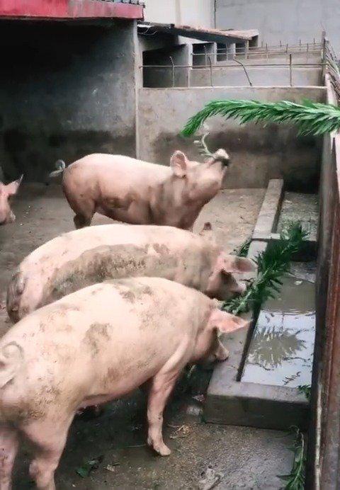 看看这群猪,像不像你那喝醉酒在酒吧蹦迪的闺蜜!