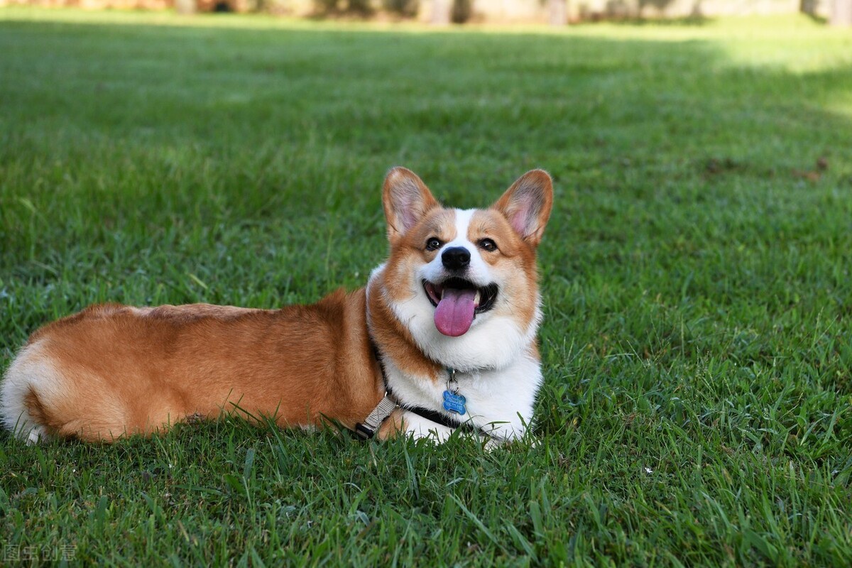 柯基犬一生的5大"梦想",你帮它实现了吗?|柯基犬|狗狗|一生_新浪新闻