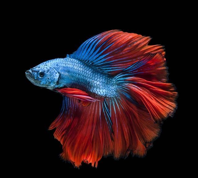 心理测试选择你认为最好看的鱼测试你最近遇到什么喜事