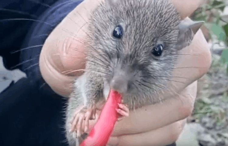 男子将红尖椒强行喂食老鼠, 看到老鼠欲哭无泪的样子我就放心了