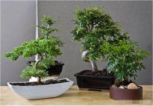 家庭盆景养护四原则