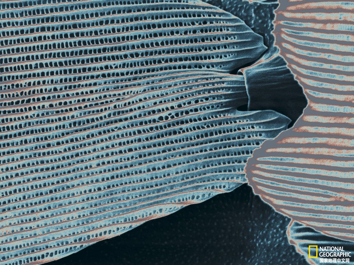 的照片展示的是蓝色大闪蝶的翅膀,是frankel利用扫描电子显微镜拍摄