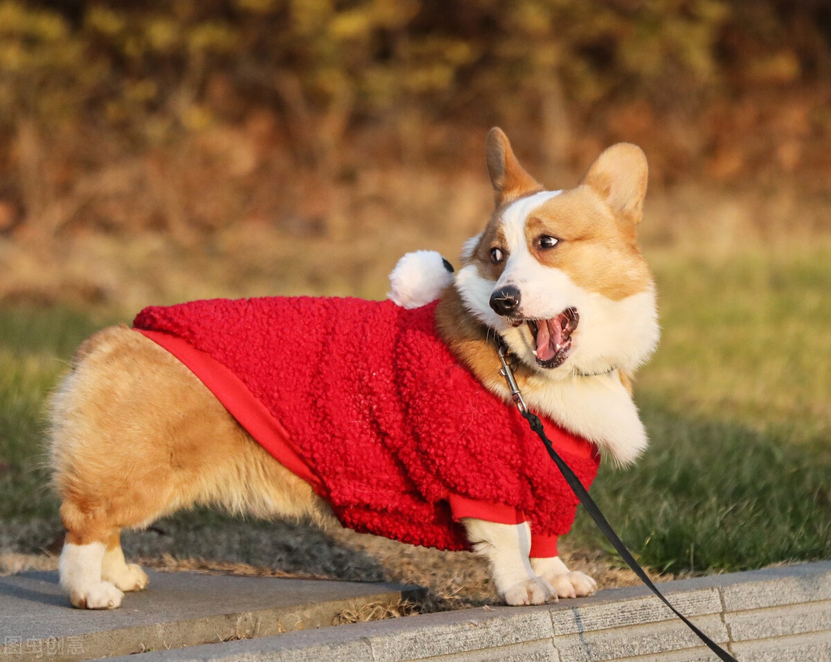 柯基犬一生的5大梦想你帮它实现了吗
