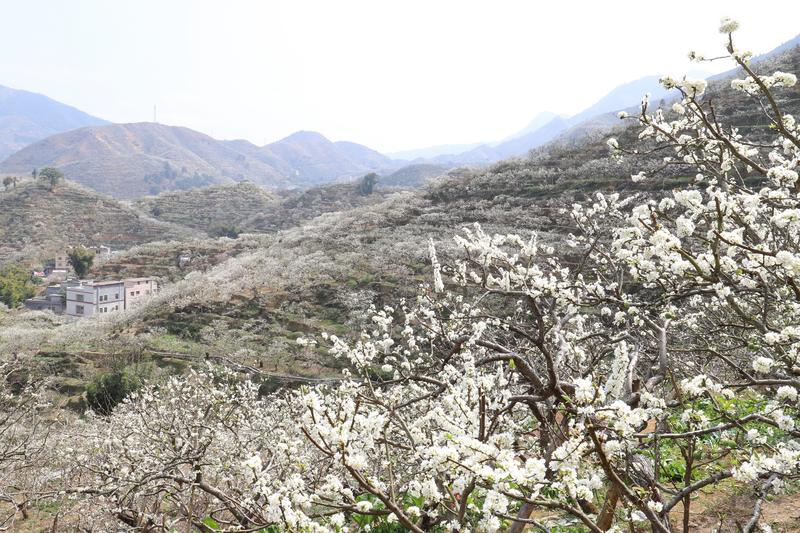 千山覆雪茂名信宜钱排李花迎春开