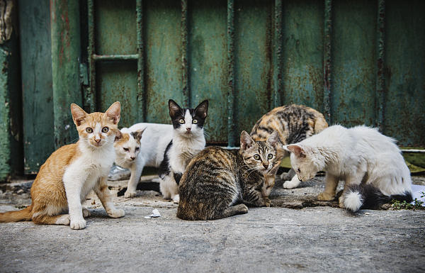 流浪猫每年捕杀超10亿只鸟类,我们还应该喂养流浪猫吗?|鸟类|野猫|流浪猫_新浪新闻