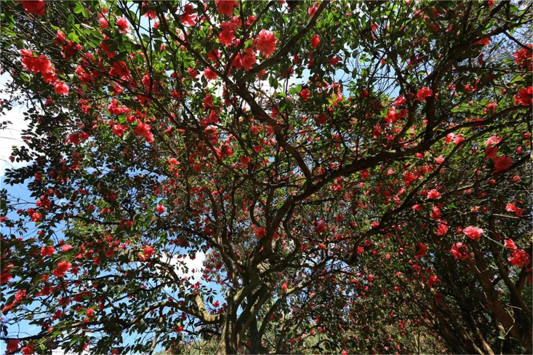 腾冲漫山遍野茶花开留住了人间烟火