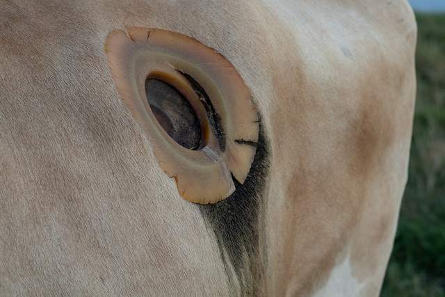 为什么要在牛肚子上开个洞还经常伸手去掏难道不会疼吗