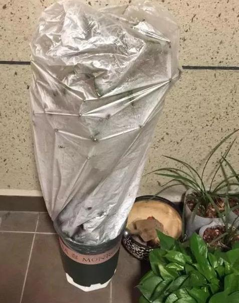 买菜的塑料袋别丢了,给家里的花卉套上,保暖保湿,安全过冬!